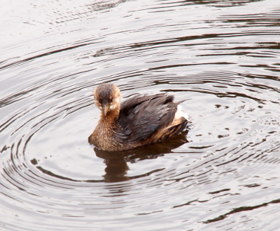 [The bird's head faces the camera as it sits in the water amid radiating concentric circle waves.]